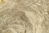 Polished Petrified Wood Slab - Sweet Home, Oregon #289029-1